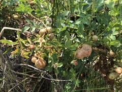 Diplolepis variabilis