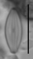 Microcostatus