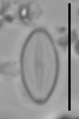 Microcostatus