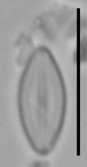 Microcostatus