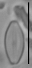 Microcostatus