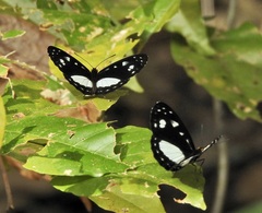 Neptis praslini