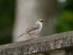 Cisticola anonymus