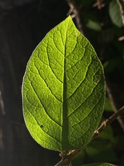 Lonicera hirsuta
