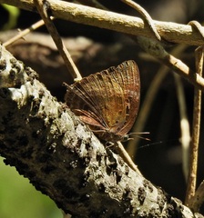 Arhopala madytus