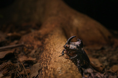 Trichogomphus mongol