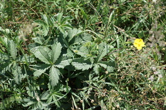 Potentilla chrysantha