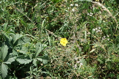 Potentilla chrysantha