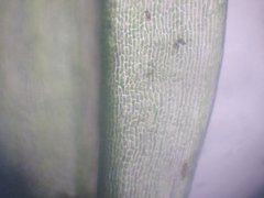 Dicranoloma dicarpum