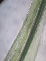 Dicranoloma dicarpum