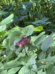 Clerodendrum bungei