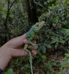 Anolis cuvieri