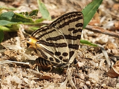 Cigaritis takanonis