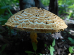 Cystoagaricus