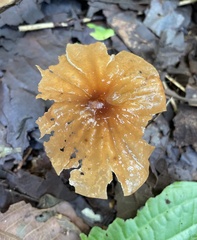 Marasmius berteroi