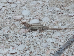 Sceloporus cozumelae