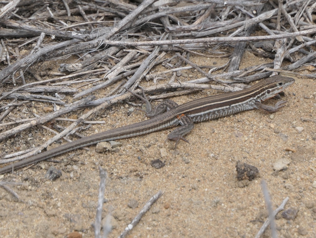 Orange-throated Whiptail from Cabrillo National Monument, San Diego, CA ...