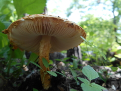 Cystoagaricus
