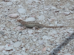 Sceloporus cozumelae