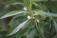 Myoporum montanum