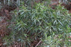 Myoporum montanum