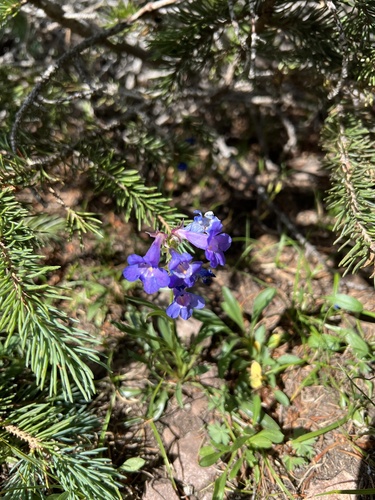 Uinta Mountain Beardtongue (Penstemon uintahensis)