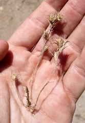 Eriastrum filifolium