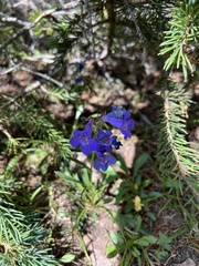 Penstemon uintahensis
