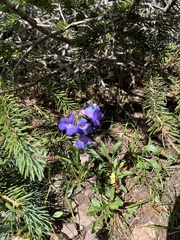 Penstemon uintahensis