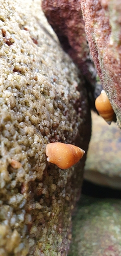 taxonomy_inaturalist image for Hinea brasiliana