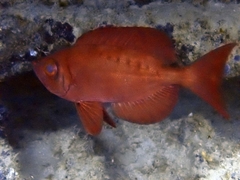 Priacanthus hamrur