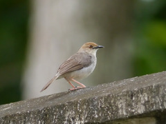 Cisticola anonymus