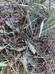 Crepis runcinata glauca