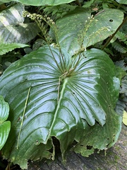 Monophyllaea