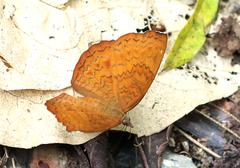 Ariadne ariadne