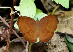 Ariadne ariadne