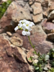 Arabis furcata