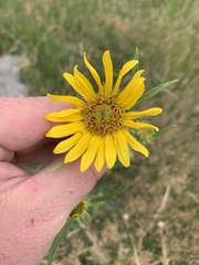 Helianthus nuttallii