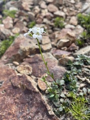 Arabis furcata