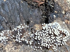 Fungi