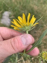 Helianthus nuttallii