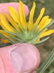 Helianthus nuttallii