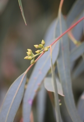 Eucalyptus camaldulensis arida