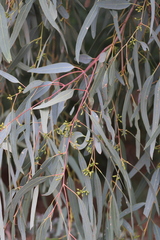 Eucalyptus camaldulensis arida