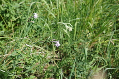 Dianthus superbus