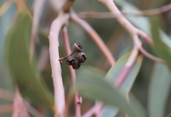 Eucalyptus camaldulensis arida