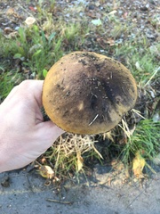Leccinum alaskanum