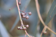 Eucalyptus camaldulensis arida