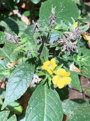 Strobilanthes crispa