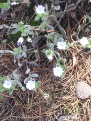 Nemophila maculata